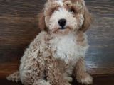 Saglik Ve Irk Garanti̇li̇ Toy Poodle Yavrularimiz