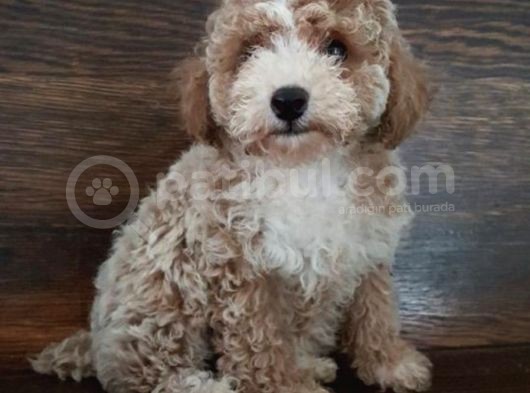Saglik Ve Irk Garanti̇li̇ Toy Poodle Yavrularimiz