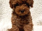 Red Toy Poodle Arayanlar Buraya