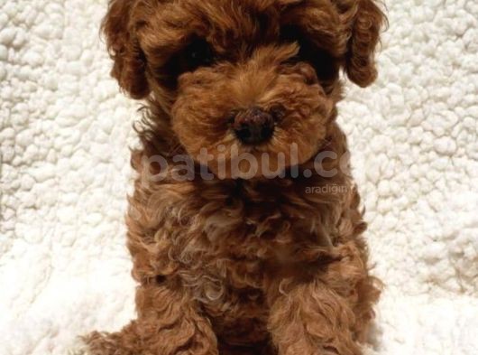 Red Toy Poodle Arayanlar Buraya