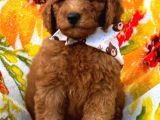 Muhteşem Güzelli̇kteki̇ Orjinal Toy Poodle Yavrulari̇mi̇z