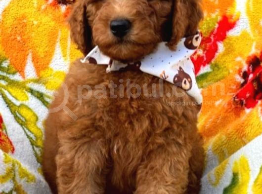 Muhteşem Güzelli̇kteki̇ Orjinal Toy Poodle Yavrulari̇mi̇z görsel