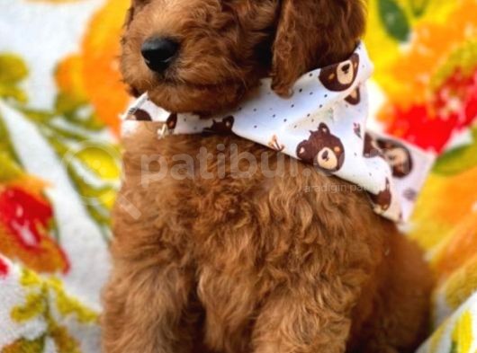 Muhteşem Güzelli̇kteki̇ Orjinal Toy Poodle Yavrulari̇mi̇z