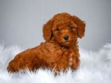 Red Toy Poodle Bebeği̇mi̇z