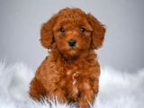 Red Toy Poodle Bebeği̇mi̇z