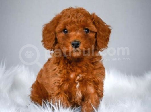 Red Toy Poodle Bebeği̇mi̇z
