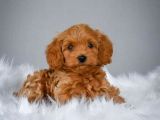 Muhteşem Güzelli̇kteki̇ Orjinal Toy Poodle Yavrulari̇mi̇z