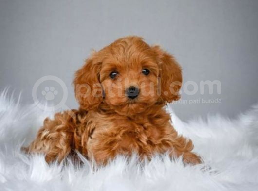 Muhteşem Güzelli̇kteki̇ Orjinal Toy Poodle Yavrulari̇mi̇z görsel