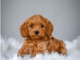 Muhteşem Güzelli̇kteki̇ Orjinal Toy Poodle Yavrulari̇mi̇z