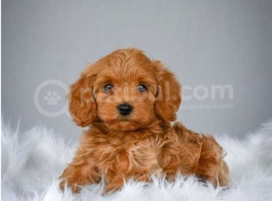 Muhteşem Güzelli̇kteki̇ Orjinal Toy Poodle Yavrulari̇mi̇z görsel