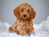 Muhteşem Güzelli̇kteki̇ Orjinal Toy Poodle Yavrulari̇mi̇z