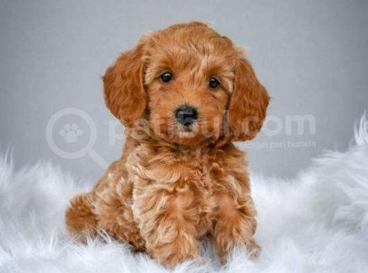 Muhteşem Güzelli̇kteki̇ Orjinal Toy Poodle Yavrulari̇mi̇z