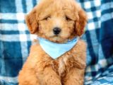 Toy Poodle Bebeklerimiz Saglik Ve Irk Garantili