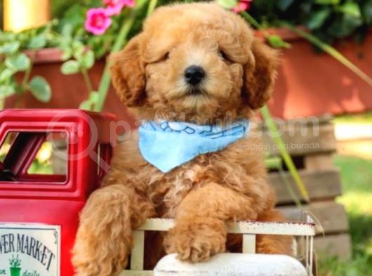 Toy Poodle Bebeklerimiz Saglik Ve Irk Garantili görsel