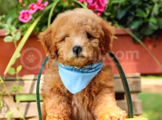 Toy Poodle Bebeklerimiz Saglik Ve Irk Garantili görsel