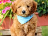 Toy Poodle Bebeklerimiz Saglik Ve Irk Garantili