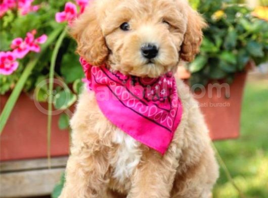 Muhteşem Güzelli̇kteki̇ Orjinal Toy Poodle Yavrulari̇mi̇z görsel