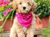 Muhteşem Güzelli̇kteki̇ Orjinal Toy Poodle Yavrulari̇mi̇z