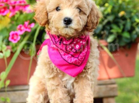 Muhteşem Güzelli̇kteki̇ Orjinal Toy Poodle Yavrulari̇mi̇z görsel