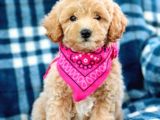 Muhteşem Güzelli̇kteki̇ Orjinal Toy Poodle Yavrulari̇mi̇z