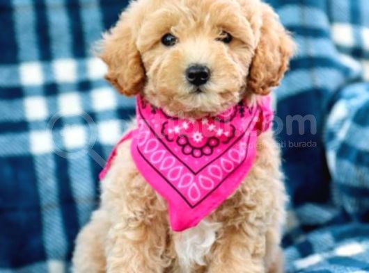 Muhteşem Güzelli̇kteki̇ Orjinal Toy Poodle Yavrulari̇mi̇z