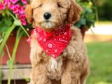 Saglik Ve Irk Garanti̇li̇ Toy Poodle Yavrularimiz