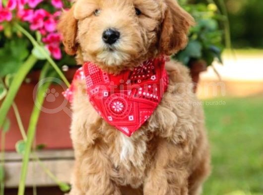 Saglik Ve Irk Garanti̇li̇ Toy Poodle Yavrularimiz görsel
