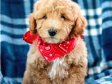Saglik Ve Irk Garanti̇li̇ Toy Poodle Yavrularimiz