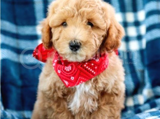 Saglik Ve Irk Garanti̇li̇ Toy Poodle Yavrularimiz görsel