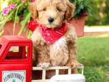 Saglik Ve Irk Garanti̇li̇ Toy Poodle Yavrularimiz