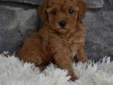 Toy Poodle Bebeklerimiz Artik Aramizda