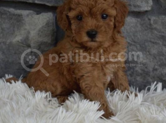 Toy Poodle Bebeklerimiz Artik Aramizda görsel