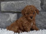 Toy Poodle Bebeklerimiz Artik Aramizda
