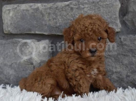 Toy Poodle Bebeklerimiz Artik Aramizda görsel
