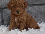 Toy Poodle Bebeklerimiz Artik Aramizda