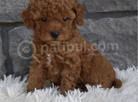 Toy Poodle Bebeklerimiz Artik Aramizda görsel