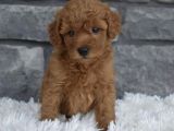 Toy Poodle Bebeklerimiz Artik Aramizda