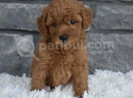 Toy Poodle Bebeklerimiz Artik Aramizda