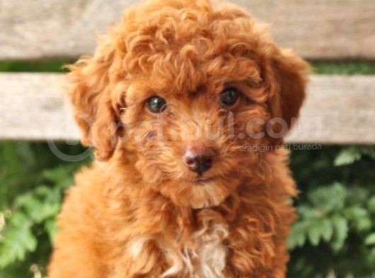 Üst Düzey Kalitedeki Show Class Toy Poodle Bebegimiz görsel