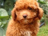 Üst Düzey Kalitedeki Show Class Toy Poodle Bebegimiz