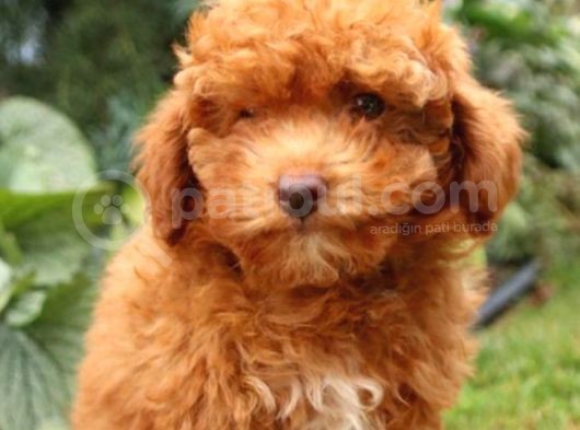 Üst Düzey Kalitedeki Show Class Toy Poodle Bebegimiz görsel