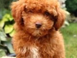 Üst Düzey Kalitedeki Show Class Toy Poodle Bebegimiz