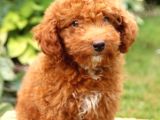 Üst Düzey Kalitedeki Show Class Toy Poodle Bebegimiz