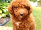 Üst Düzey Kalitedeki Show Class Toy Poodle Bebegimiz
