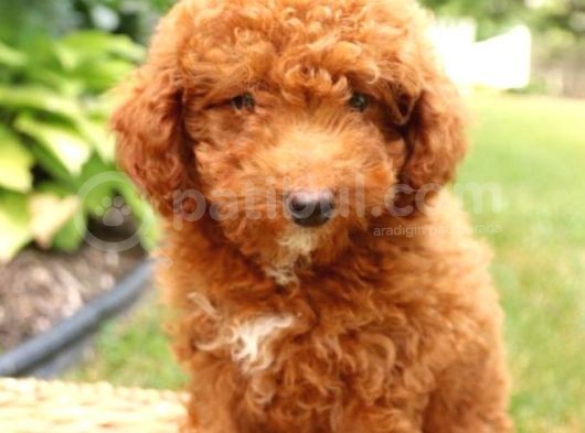 Üst Düzey Kalitedeki Show Class Toy Poodle Bebegimiz