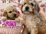 Dünya Tatlisi Show Kalite Toy Poodle Yavrumuz