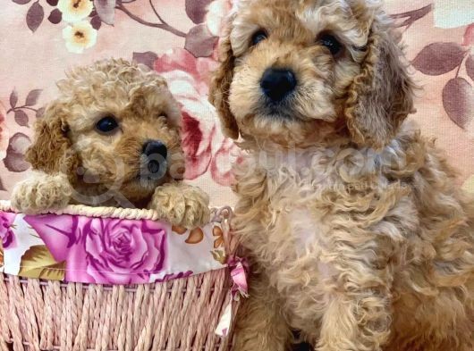 Dünya Tatlisi Show Kalite Toy Poodle Yavrumuz