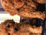 Gulen Surat Dunya Tatlisi Toy Poodle Bebeklerimiz