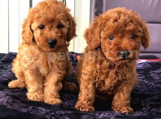Gulen Surat Dunya Tatlisi Toy Poodle Bebeklerimiz