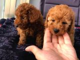 Gulen Surat Dunya Tatlisi Toy Poodle Bebeklerimiz